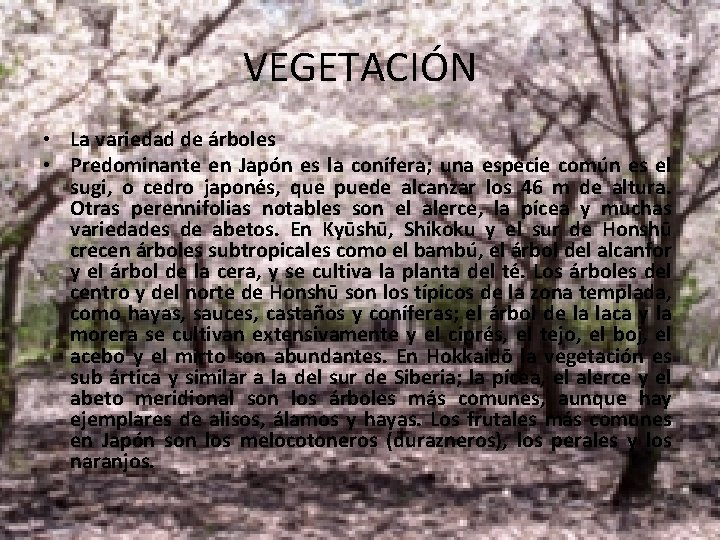 VEGETACIÓN • La variedad de árboles • Predominante en Japón es la conífera; una VEGETACIÓN • La variedad de árboles • Predominante en Japón es la conífera; una
