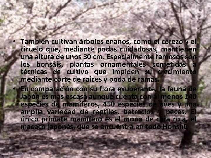 • También cultivan árboles enanos, como el cerezo y el ciruelo que, mediante • También cultivan árboles enanos, como el cerezo y el ciruelo que, mediante
