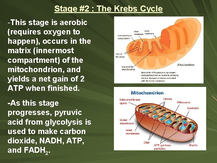 Stage #2 : The Krebs Cycle -This stage is aerobic (requires oxygen to happen),