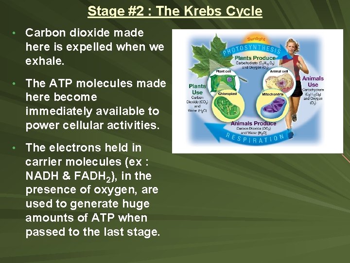 Stage #2 : The Krebs Cycle • Carbon dioxide made here is expelled when