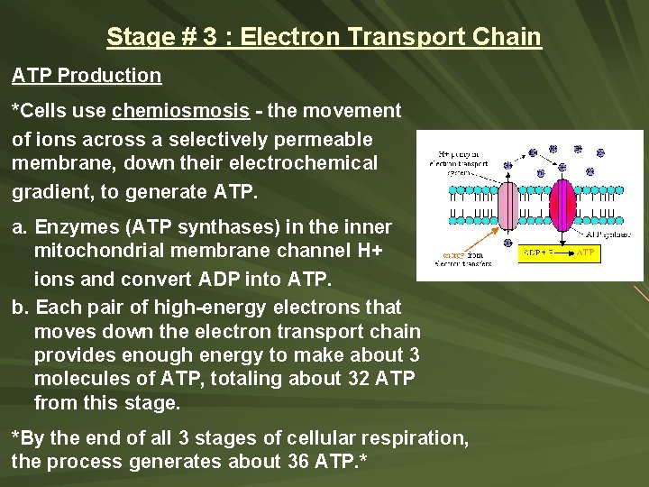 Stage # 3 : Electron Transport Chain ATP Production *Cells use chemiosmosis - the