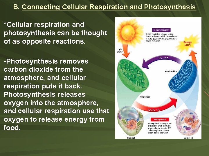 B. Connecting Cellular Respiration and Photosynthesis *Cellular respiration and photosynthesis can be thought of