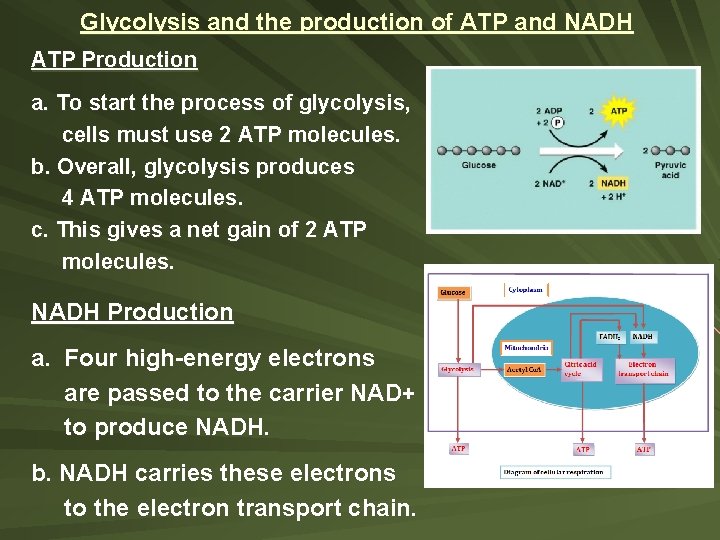 Glycolysis and the production of ATP and NADH ATP Production a. To start the