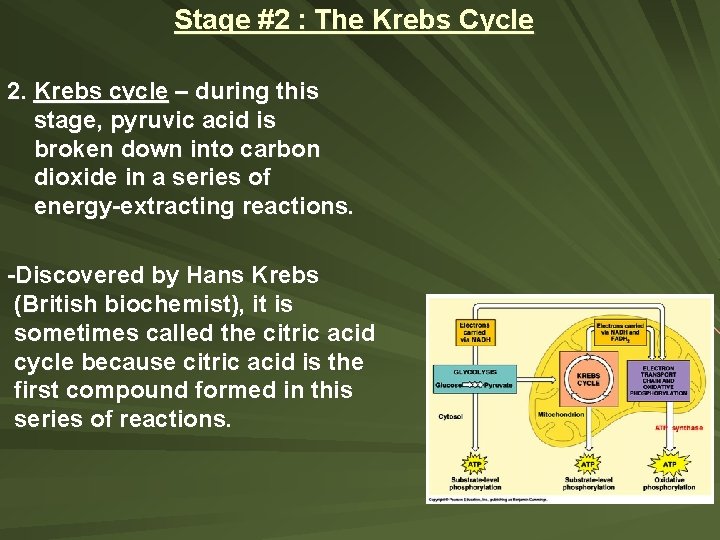 Stage #2 : The Krebs Cycle 2. Krebs cycle – during this stage, pyruvic