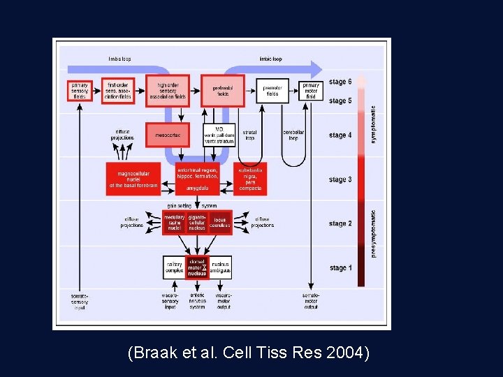 (Braak et al. Cell Tiss Res 2004) 