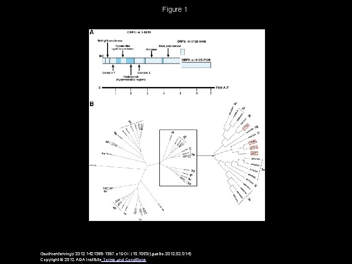 Figure 1 Gastroenterology 2012 1421388 -1397. e 1 DOI: (10. 1053/j. gastro. 2012. 014)