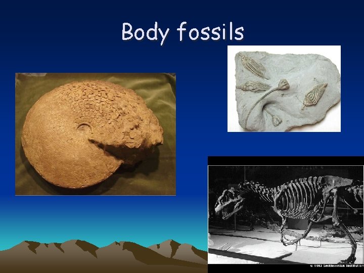 Body fossils 