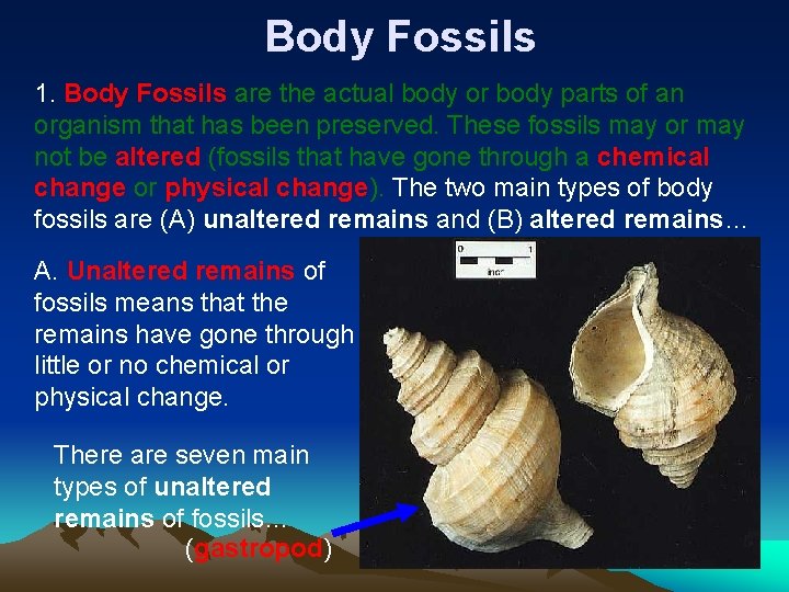 Body Fossils 1. Body Fossils are the actual body or body parts of an