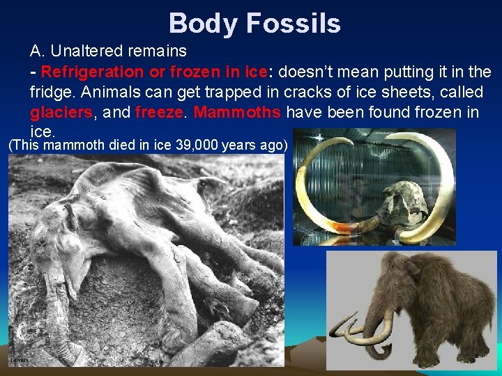 Body Fossils A. Unaltered remains - Refrigeration or frozen in ice: doesn’t mean putting