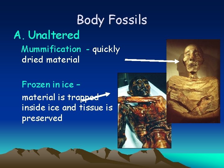 Body Fossils A. Unaltered Mummification - quickly dried material Frozen in ice – material