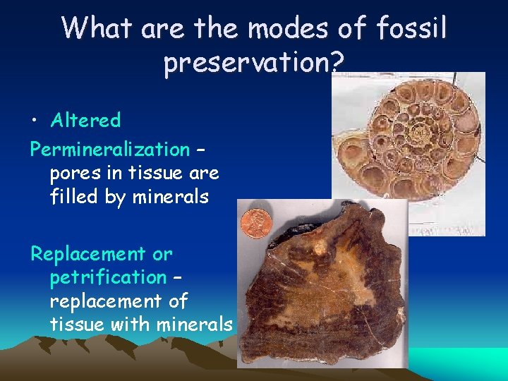 What are the modes of fossil preservation? • Altered Permineralization – pores in tissue