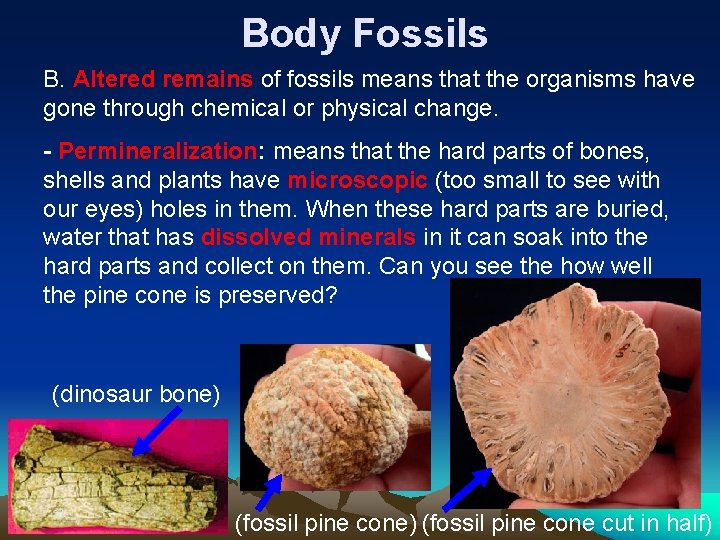 Body Fossils B. Altered remains of fossils means that the organisms have gone through