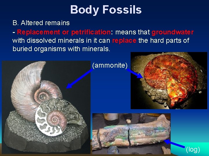 Body Fossils B. Altered remains - Replacement or petrification: means that groundwater with dissolved