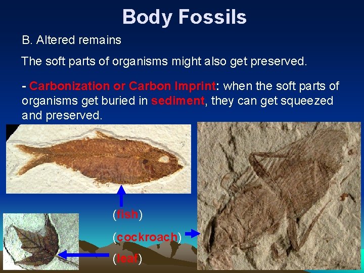 Body Fossils B. Altered remains The soft parts of organisms might also get preserved.