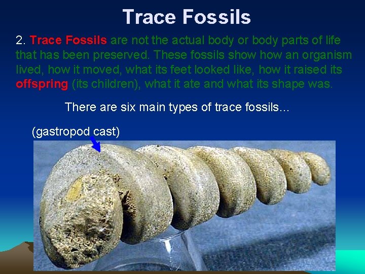 Trace Fossils 2. Trace Fossils are not the actual body or body parts of