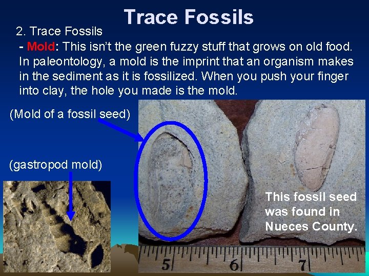 Trace Fossils 2. Trace Fossils - Mold: This isn’t the green fuzzy stuff that