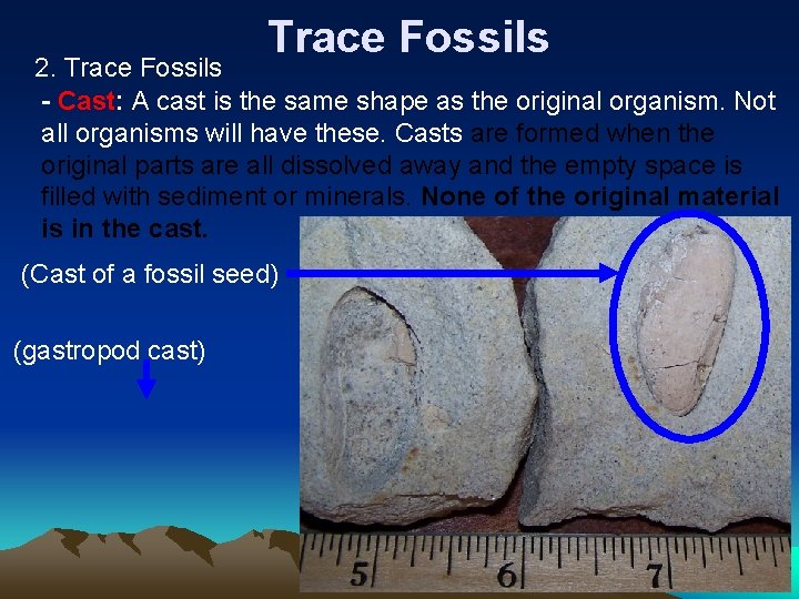 Trace Fossils 2. Trace Fossils - Cast: A cast is the same shape as