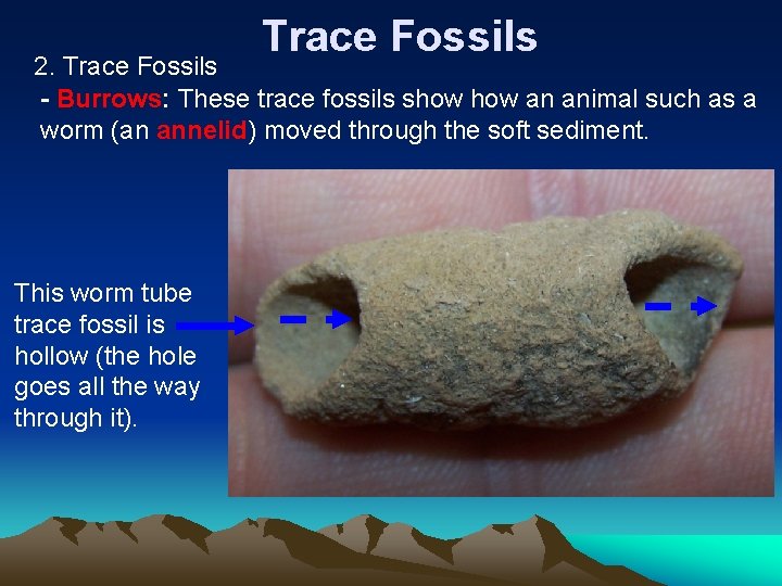 Trace Fossils 2. Trace Fossils - Burrows: These trace fossils show an animal such