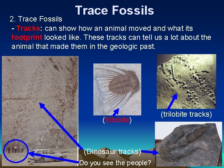 Trace Fossils 2. Trace Fossils - Tracks: can show an animal moved and what