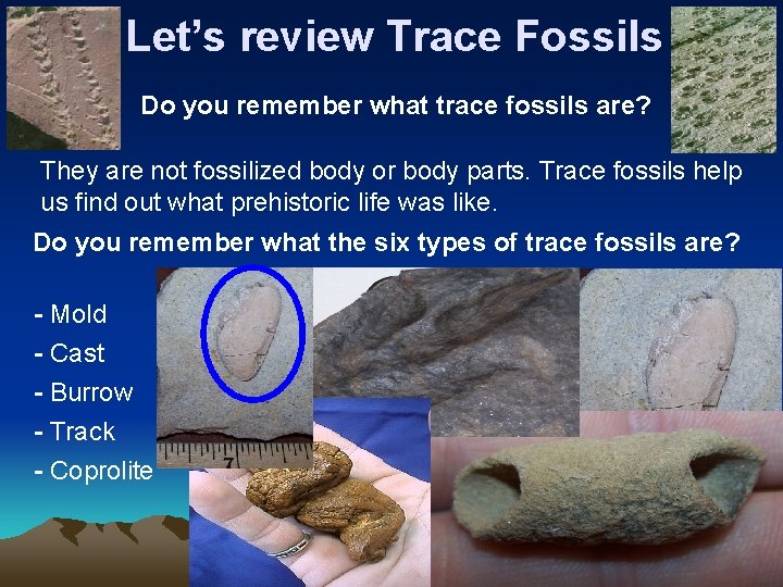 Let’s review Trace Fossils Do you remember what trace fossils are? They are not