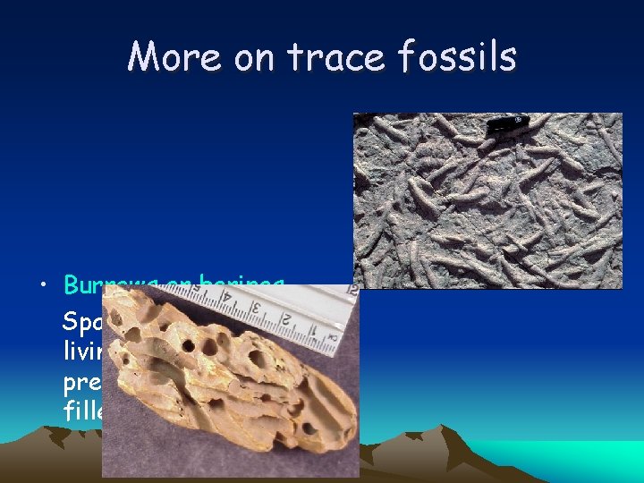 More on trace fossils • Burrows or borings – Spaces dug out by living