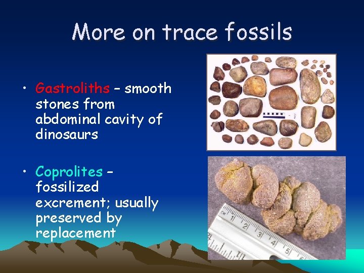 More on trace fossils • Gastroliths – smooth stones from abdominal cavity of dinosaurs