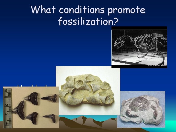 What conditions promote fossilization? • Hard body parts such as skeletal bones or exoskeletons