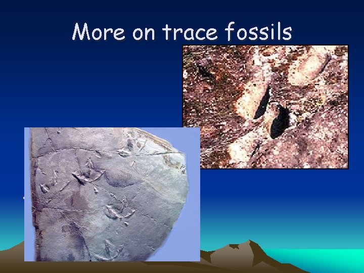 More on trace fossils • Tracks – impressions of passage of living things 