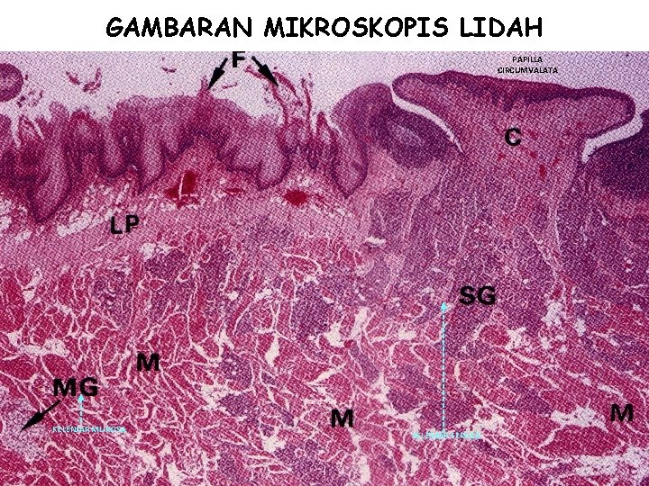 GAMBARAN MIKROSKOPIS LIDAH PAPILLA CIRCUMVALATA KELENJAR MUKOSA KELENJAR SEROSA 14 