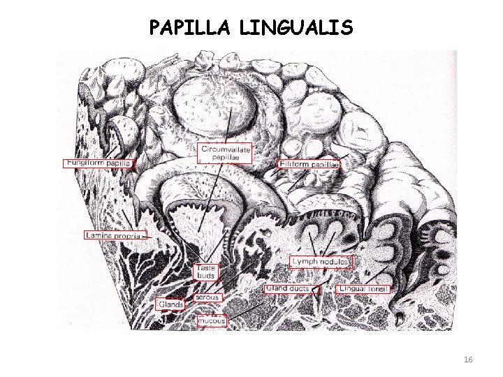 PAPILLA LINGUALIS 16 