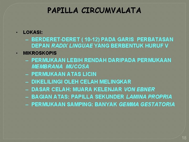 PAPILLA CIRCUMVALATA • LOKASI: – BERDERET-DERET ( 10 -12) PADA GARIS PERBATASAN DEPAN RADIX