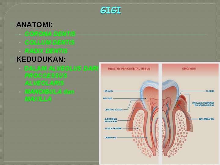 GIGI � ANATOMI: • CORONA DENTIS • COLLUM DENTIS • RADIX DENTIS � KEDUDUKAN: