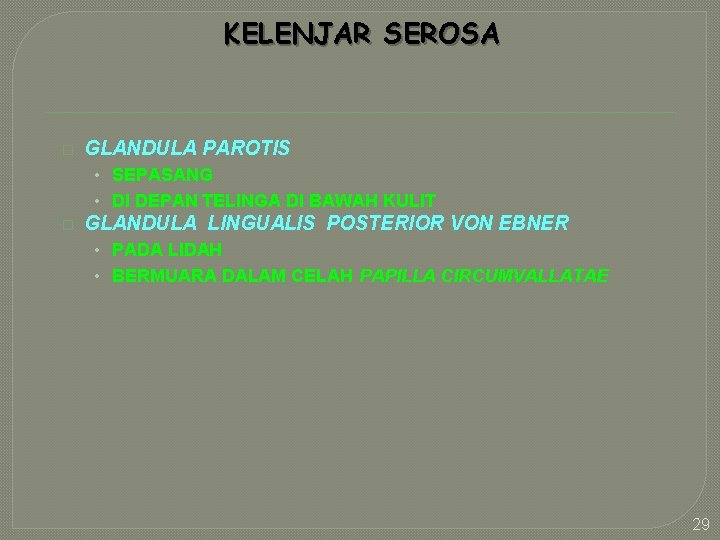 KELENJAR SEROSA � GLANDULA PAROTIS • SEPASANG • DI DEPAN TELINGA DI BAWAH KULIT