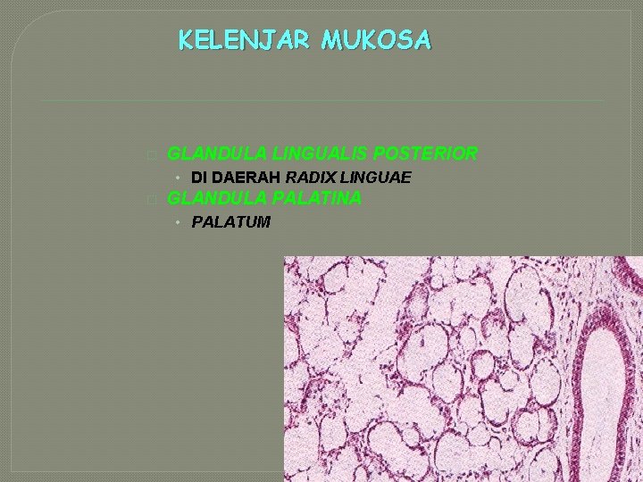 KELENJAR MUKOSA � GLANDULA LINGUALIS POSTERIOR • DI DAERAH RADIX LINGUAE � GLANDULA PALATINA