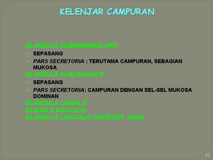 KELENJAR CAMPURAN � GLANDULA SUBMANDIBULARIS • SEPASANG • PARS SECRETORIA : TERUTAMA CAMPURAN, SEBAGIAN