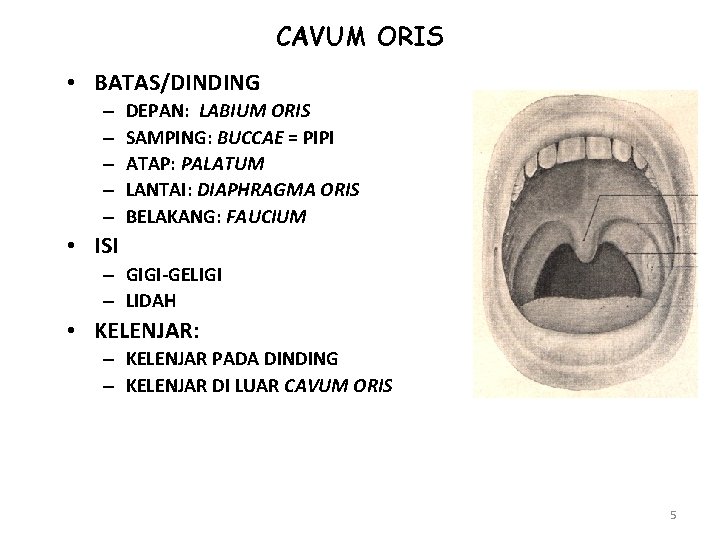 CAVUM ORIS • BATAS/DINDING – – – DEPAN: LABIUM ORIS SAMPING: BUCCAE = PIPI