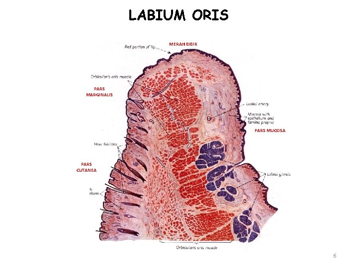 LABIUM ORIS MERAH BIBIR PARS MARGINALIS PARS MUCOSA PARS CUTANEA 6 