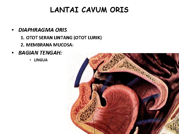 LANTAI CAVUM ORIS • DIAPHRAGMA ORIS 1. OTOT SERAN LINTANG (OTOT LURIK) 2. MEMBRANA