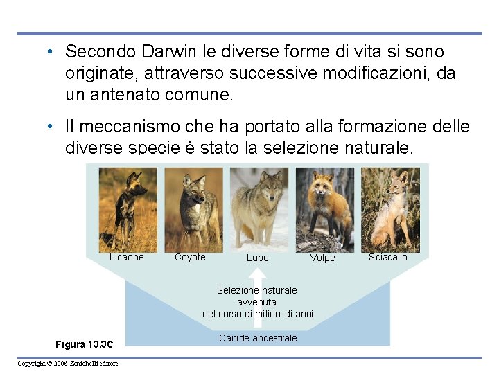  • Secondo Darwin le diverse forme di vita si sono originate, attraverso successive