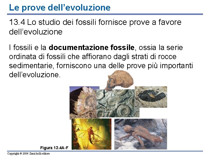 Le prove dell’evoluzione 13. 4 Lo studio dei fossili fornisce prove a favore dell’evoluzione