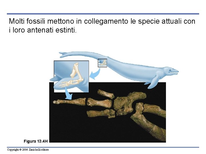 Molti fossili mettono in collegamento le specie attuali con i loro antenati estinti. Figura