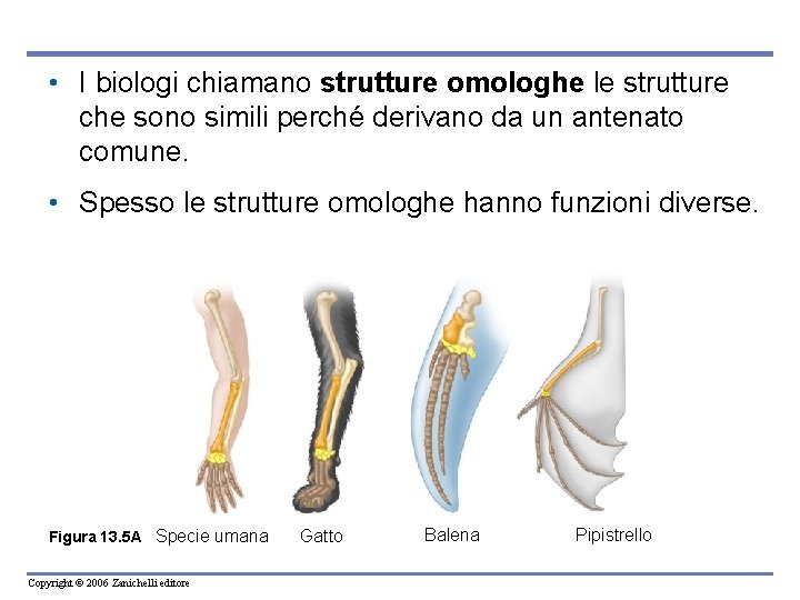  • I biologi chiamano strutture omologhe le strutture che sono simili perché derivano