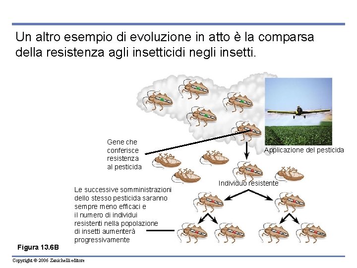 Un altro esempio di evoluzione in atto è la comparsa della resistenza agli insetticidi