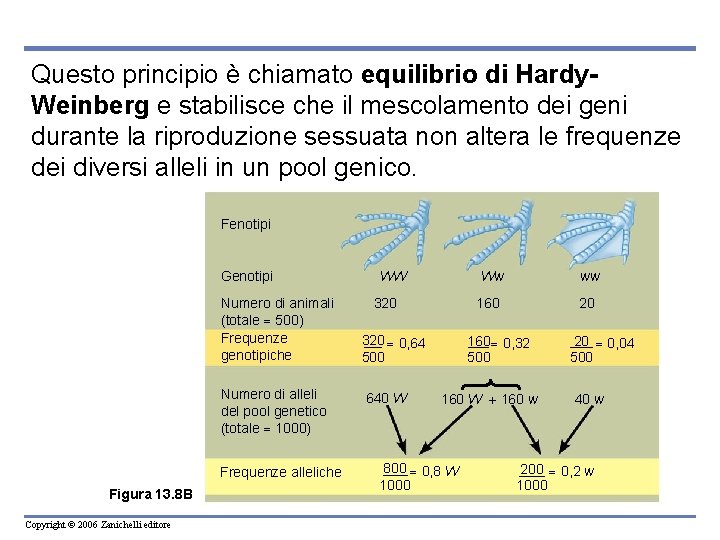 Questo principio è chiamato equilibrio di Hardy. Weinberg e stabilisce che il mescolamento dei