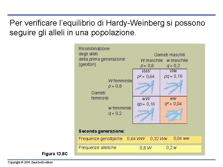 Per verificare l’equilibrio di Hardy-Weinberg si possono seguire gli alleli in una popolazione. Ricombinazione