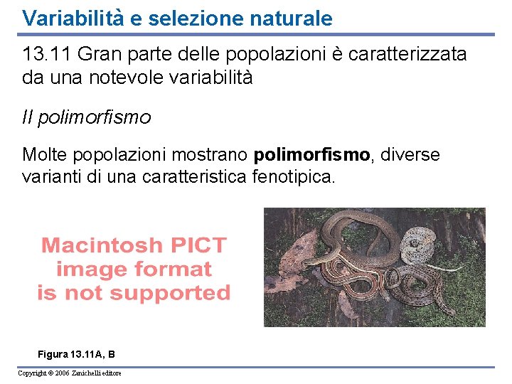 Variabilità e selezione naturale 13. 11 Gran parte delle popolazioni è caratterizzata da una