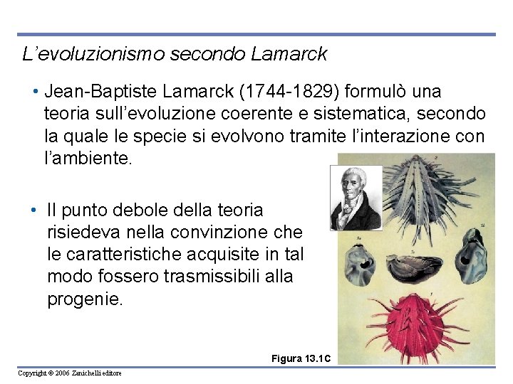 L’evoluzionismo secondo Lamarck • Jean-Baptiste Lamarck (1744 -1829) formulò una teoria sull’evoluzione coerente e