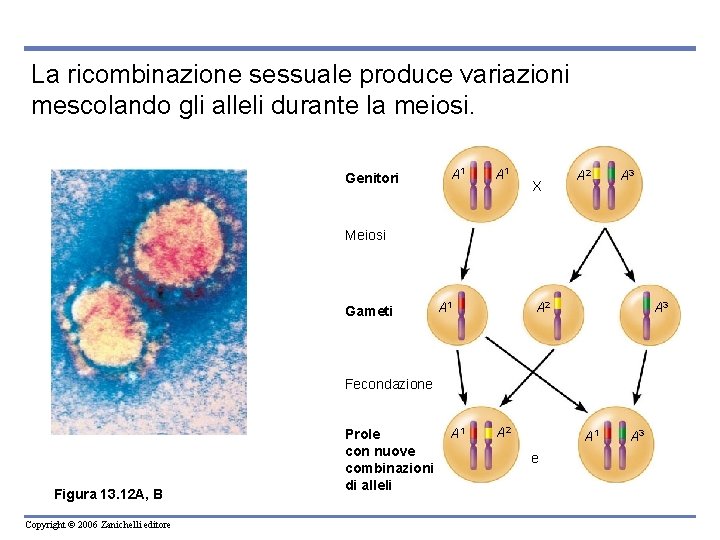 La ricombinazione sessuale produce variazioni mescolando gli alleli durante la meiosi. Genitori A 1