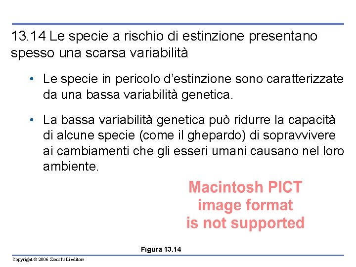 13. 14 Le specie a rischio di estinzione presentano spesso una scarsa variabilità •