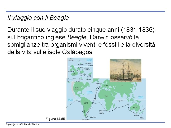 Il viaggio con il Beagle Durante il suo viaggio durato cinque anni (1831 -1836)